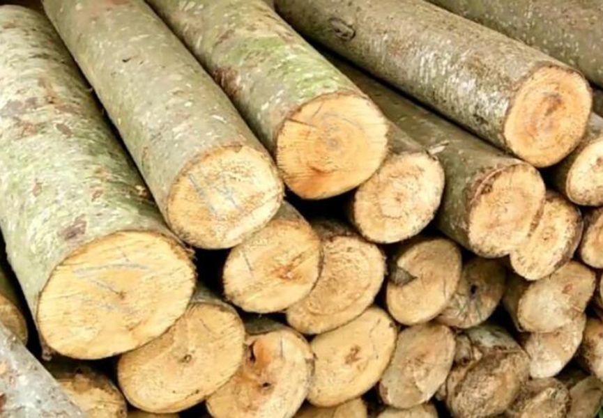 what is Albasia wood looks like.jpg