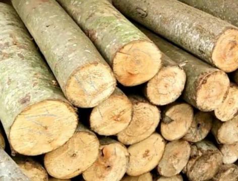 Exploring Albasia Wood: A Sustainable Solution for the Timber Industry